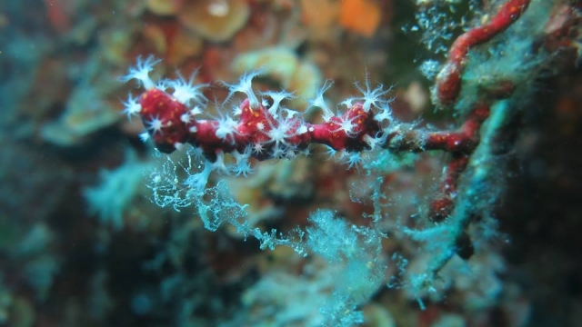  Colores maravillosos