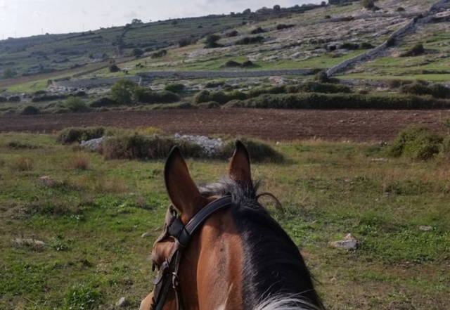  Caballo y campiña.JPG 