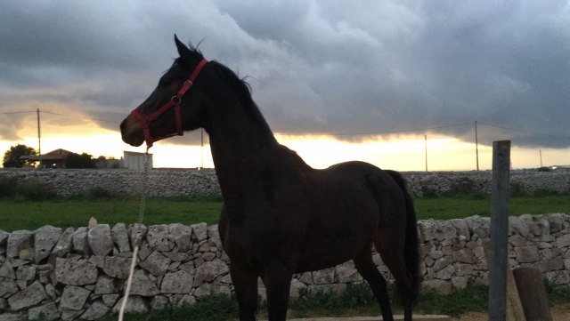  Nuestros hermosos caballos 