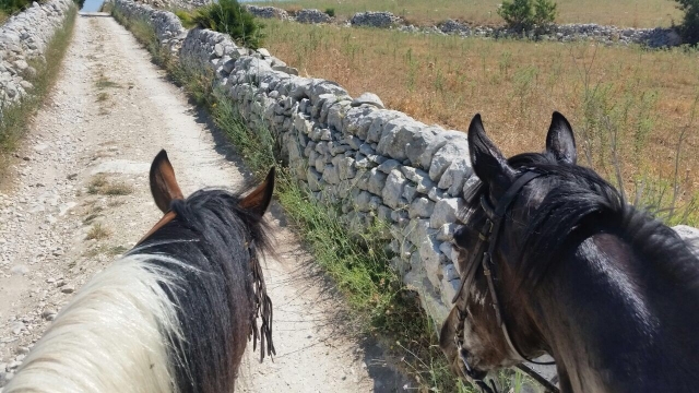  Nuestros nuevos amigos 