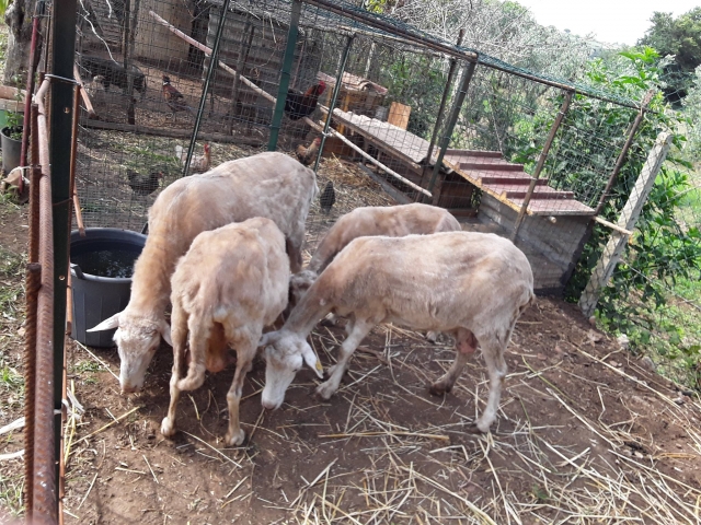  Invitados habituales de la escuela de equitación 