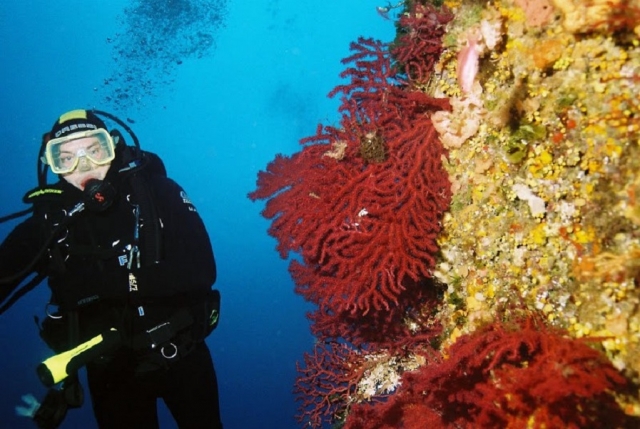  Descubriendo la flora y fauna marina 