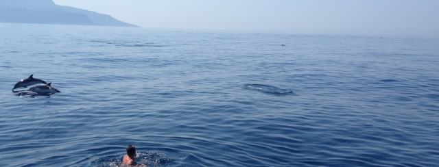  Nado con delfines 