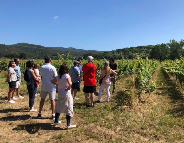  Tours del vino en Arezzo 
