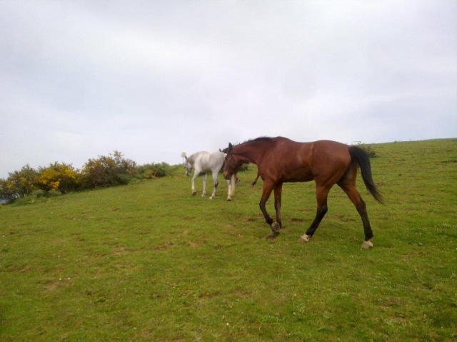  Caballos libres y felices 