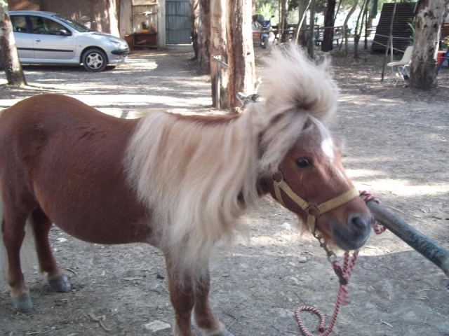  ¿Alguien necesita peluquero? 