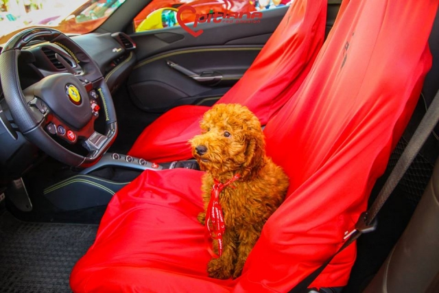  ¡Todo el mundo quiere manejar un Ferrari!