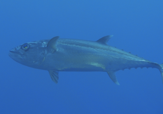  Pesca de atún 