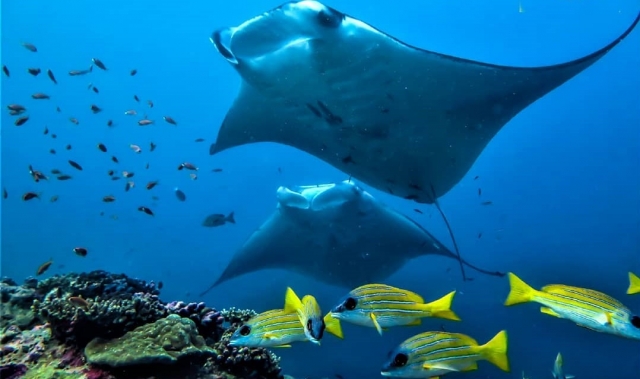  La armonía del mundo submarino 