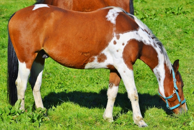  Caballos en el verde 