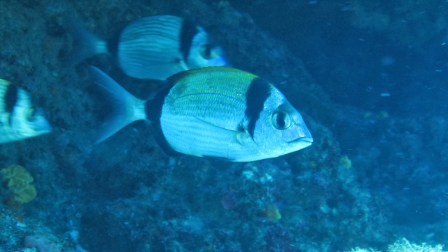  Los peces que conocerás duranle las inmersiones 