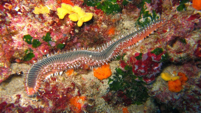  La fauna submarina 