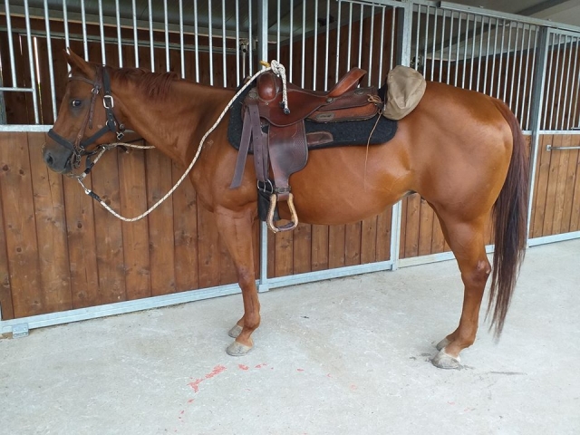  uno de nuestros caballos 