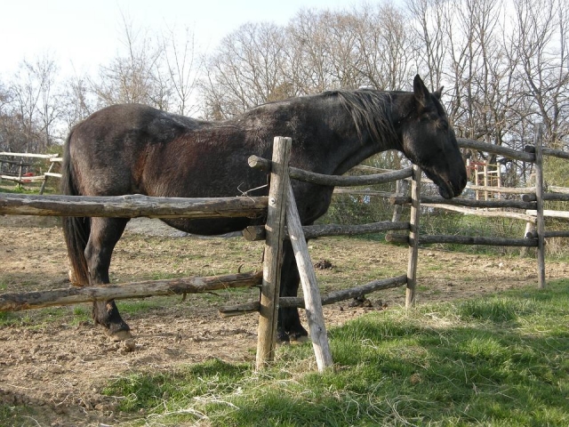  venga a conocer nuestros caballos 