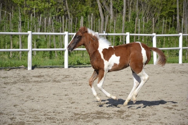 galope 