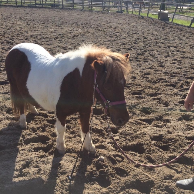  pony 