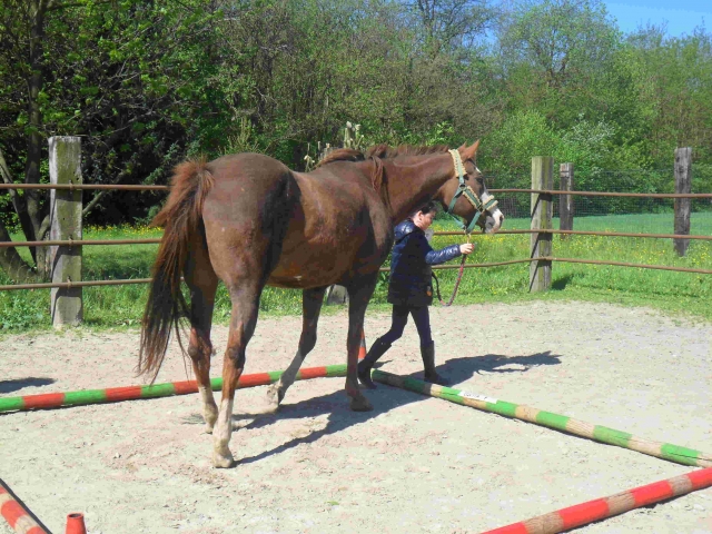  pbaños a caballo
