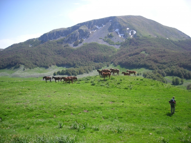  Monle pollino 