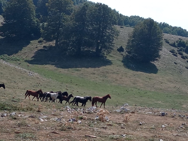  Nuestros caballos 