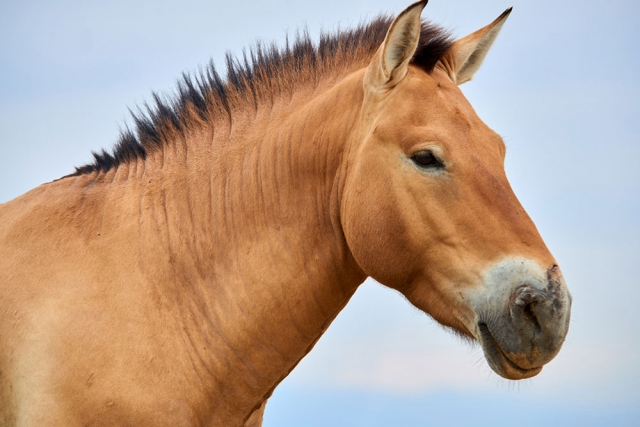 caballo 