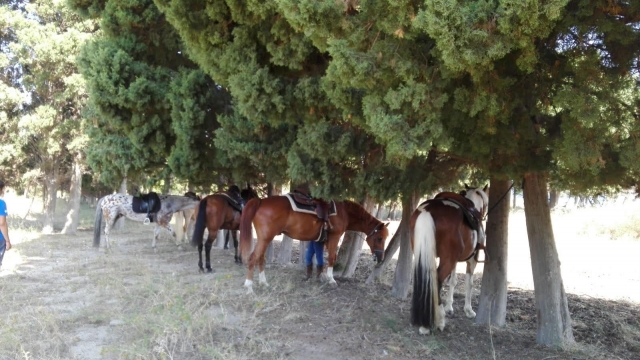  caballos estacionados 