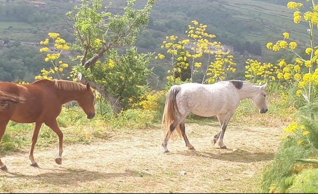  caballos gratis 