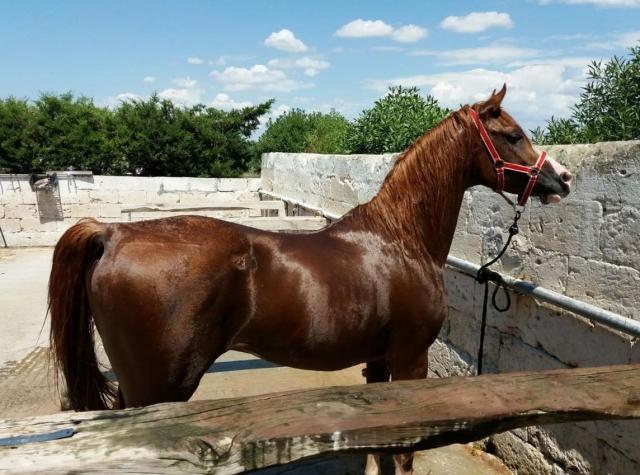  nuestro caballo árabe 