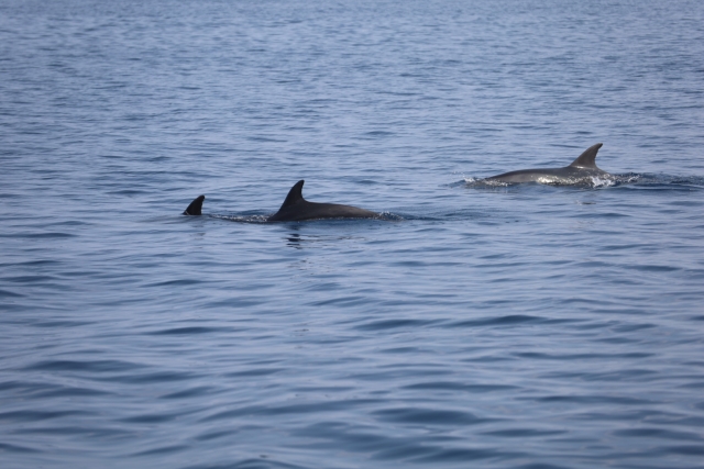 delfines en el mar de castellammare del golfo 