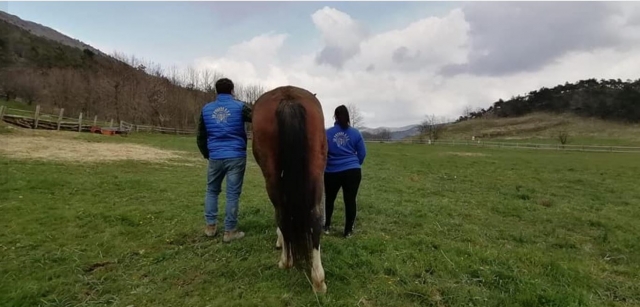  Pasión por los caballos 