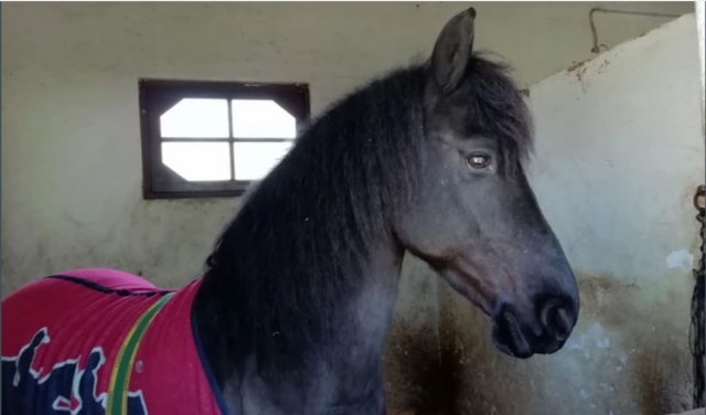  Caballo en las cajas 