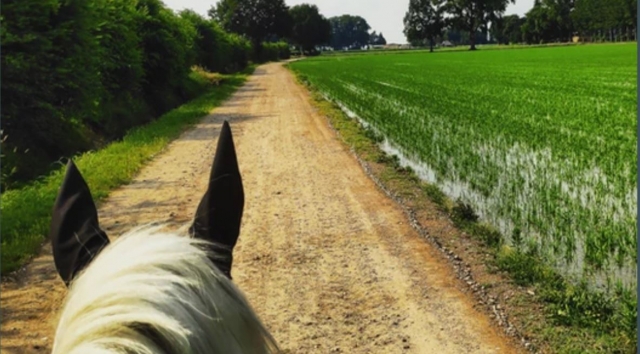  Caminar en compañía 