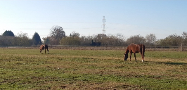  Caballos libres 