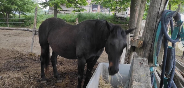  Nuestros caballos 