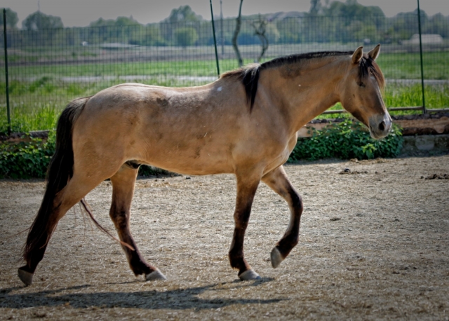  nuestro caballo 