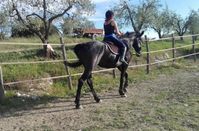  subir a caballo en el recinto 