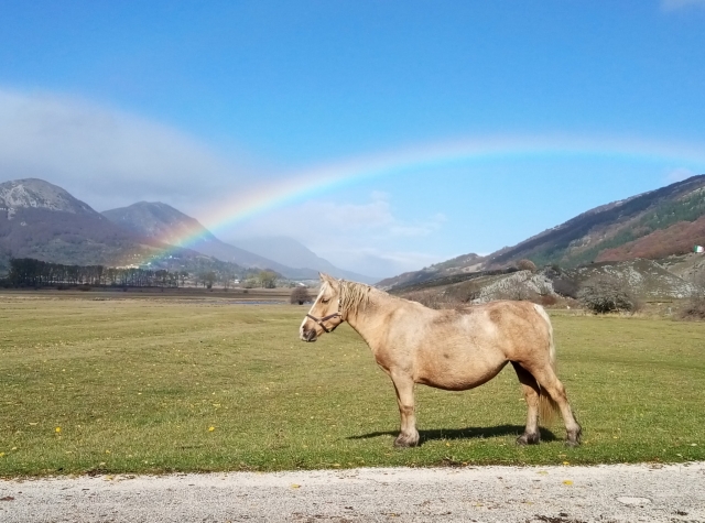  golden and rainbow horse 