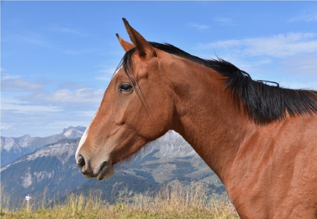 caballo marrón en ovindoli 