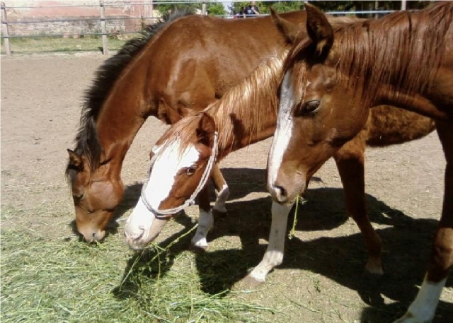  sé cuale de los caballos en ovindoli 