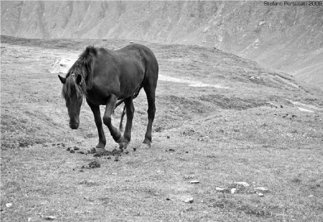 caballo de ovindoli en blanco y negro 