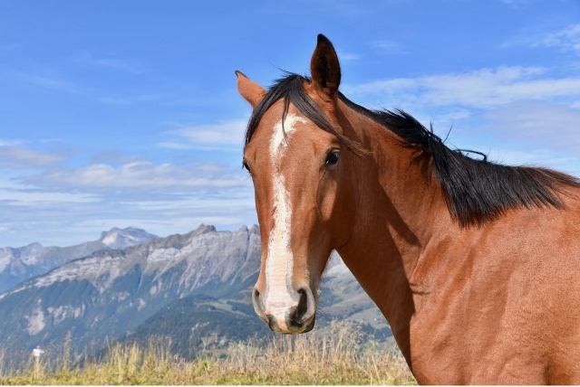  caballo mirando a la cámara 