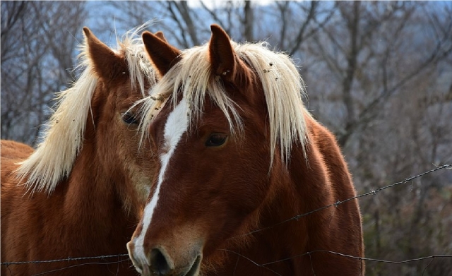  dos tiernos caballos en ovindoli 