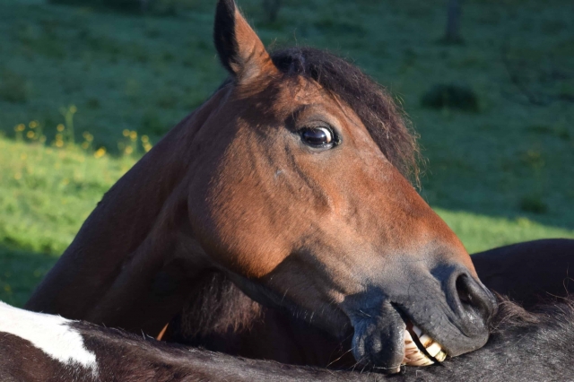 lindo caballo de maratea 