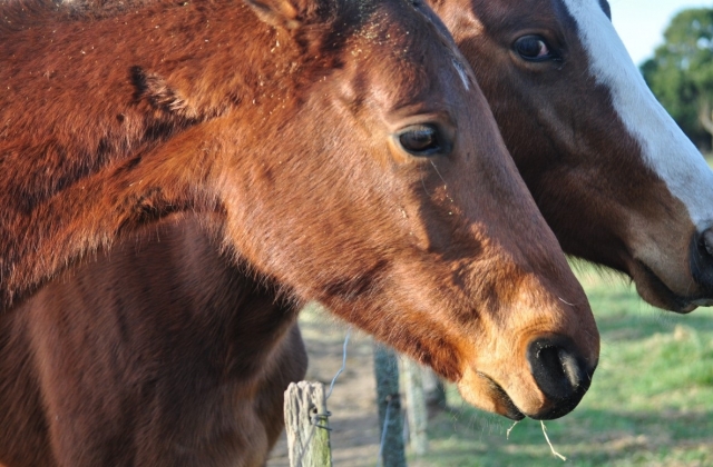 conoce los caballos en maratea 