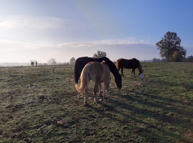  caballos de emilia romagna 