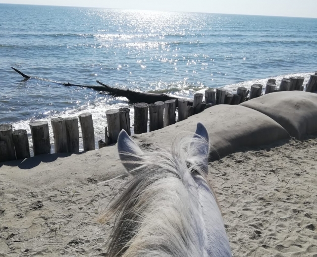  caballo en el club de equitación de styron 