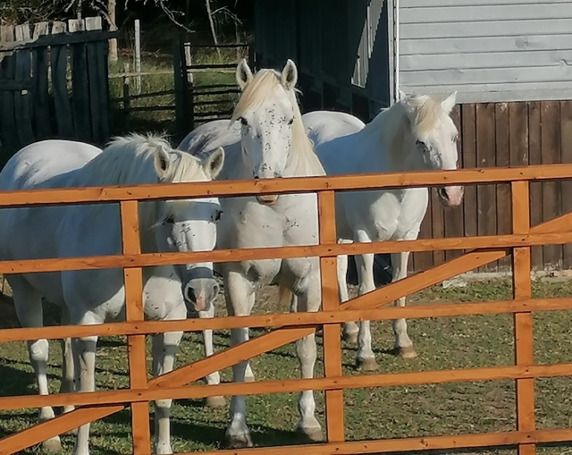  club ecuestre de styron 