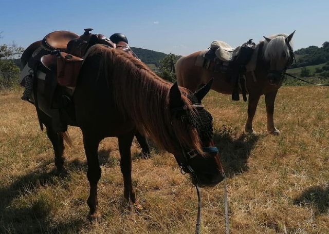 caballos marrones en salsomaggiore 