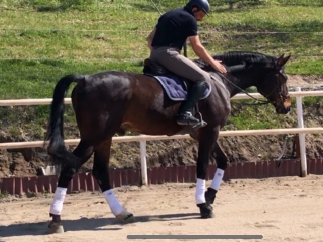  pbaños a caballo 