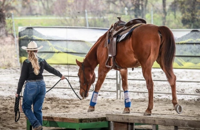 caballos en el rancho
