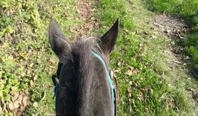  de paseo 